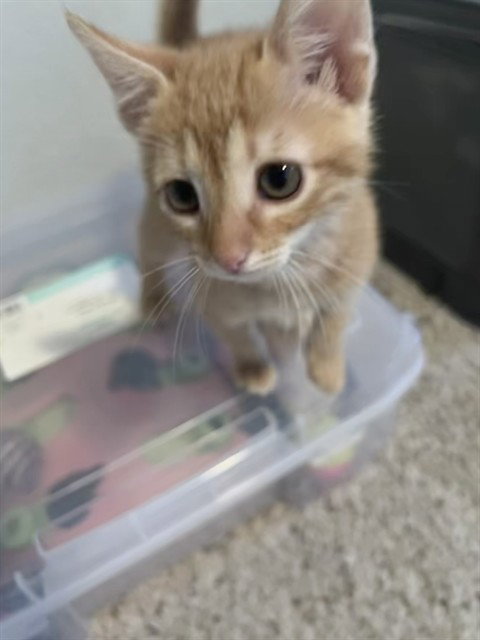 CHARLIE