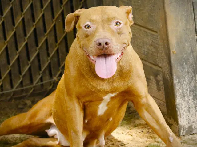 Sadie - American Staffordshire Terrier