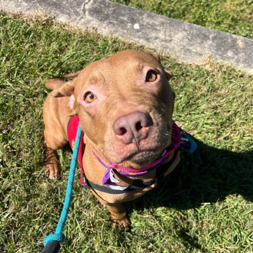 Sadie, American Staffordshire Terrier (medium coat)