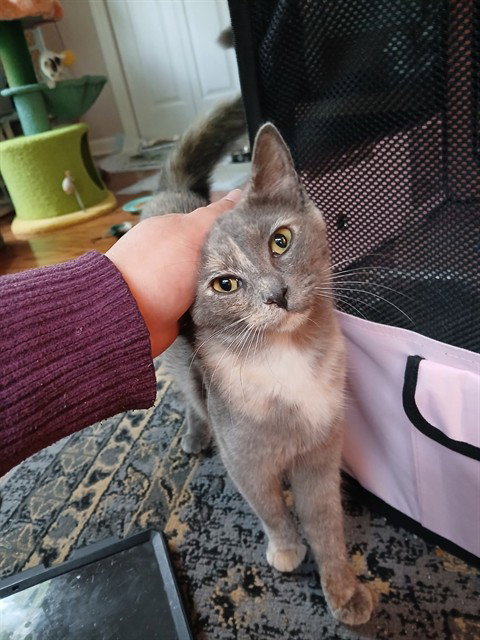 CATHERINE DE MEOWDICI