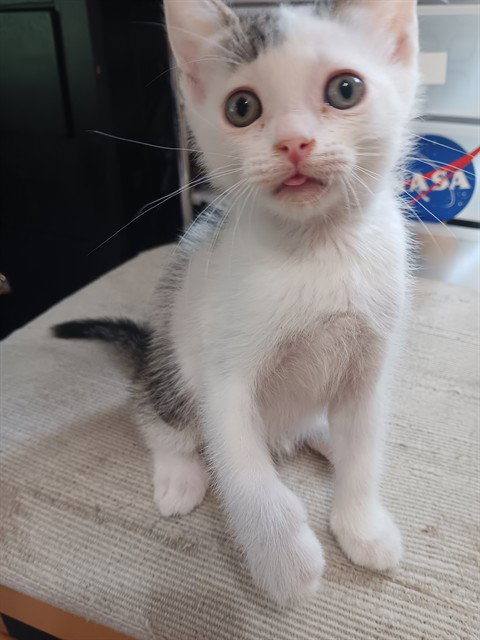 LEONARDO