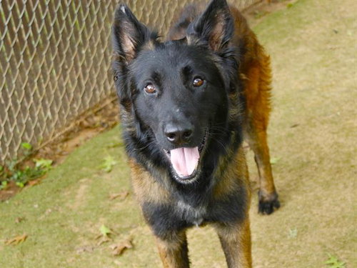 WOOLEY, an adoptable German Shepherd Dog in Tallahassee, FL