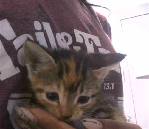 PHOEBE