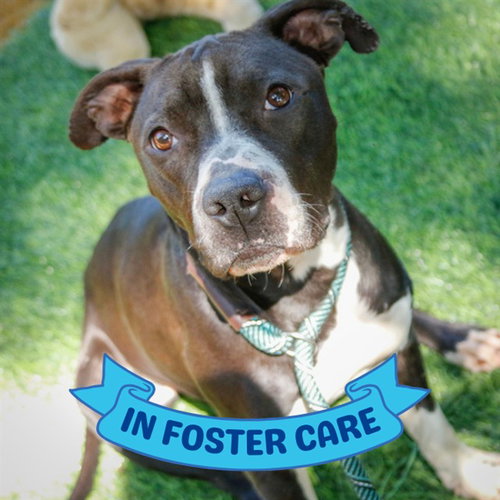 LENORA, a dog for adoption from Tallahassee-Leon Community Animal Service Center