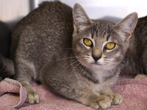MIA, an adoptable Domestic Short Hair in Tallahassee, FL