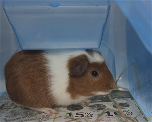 CHUBBY
