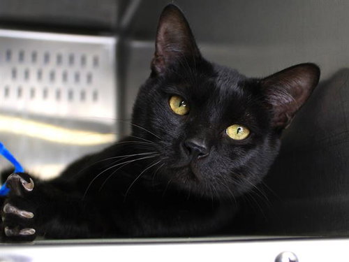 ONYX, an adoptable Domestic Short Hair in Tallahassee, FL