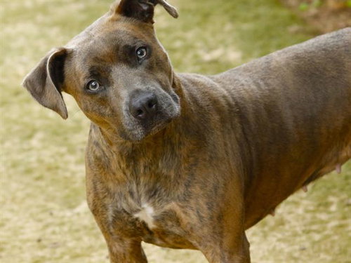 XENA, an adoptable American Pit Bull Terrier in Tallahassee, FL