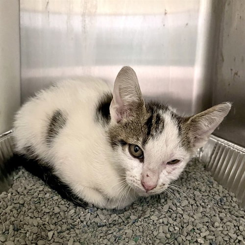 ARON, an adoptable Domestic Short Hair in Tallahassee, FL