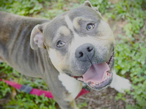 BUGSY, an adoptable American Pit Bull Terrier in Tallahassee, FL