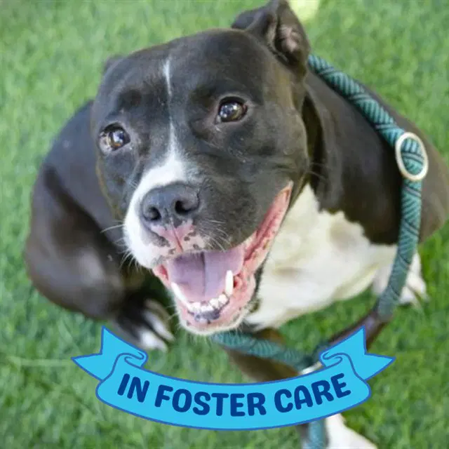 Dekoda - American Staffordshire Terrier