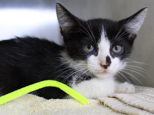 FIN, an adoptable Domestic Short Hair in Tallahassee, FL