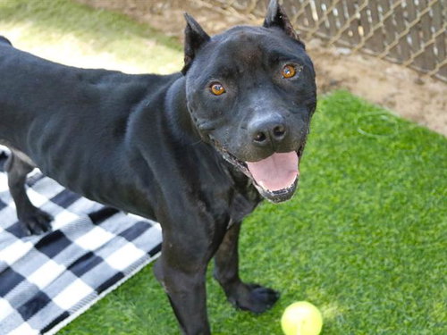 SMOKIE, an adoptable Cane Corso Mastiff in Tallahassee, FL