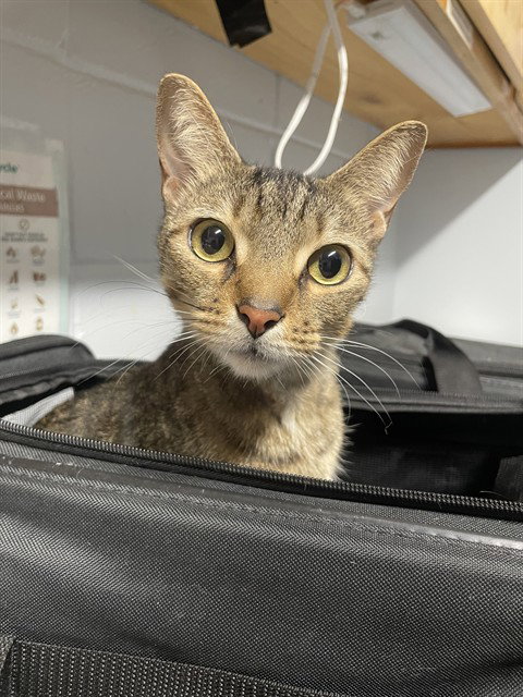 ZUZU, an adoptable Domestic Short Hair in Tallahassee, FL