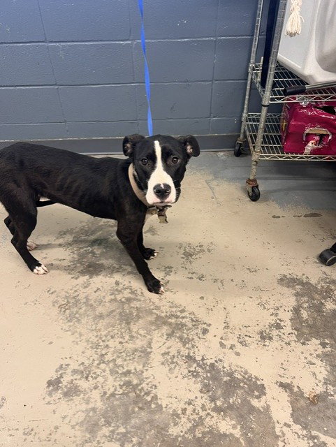 MINNIE, an adoptable American Pit Bull Terrier in Tallahassee, FL