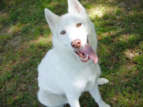 ELSA, an adoptable Siberian Husky in Tallahassee, FL