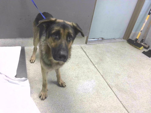 DUKE, an adoptable German Shepherd Dog in Tallahassee, FL