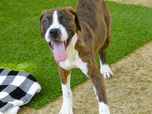 BOBBI, an adoptable Cane Corso Mastiff in Tallahassee, FL