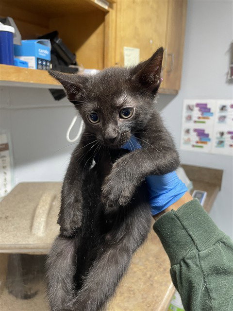 BLAKE, an adoptable Domestic Short Hair in Tallahassee, FL