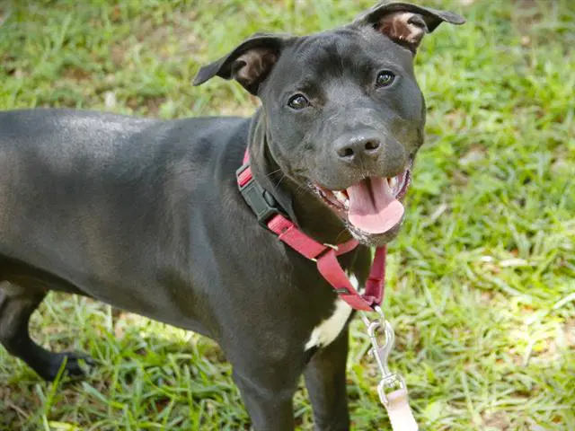 Hattie - Labrador Retriever