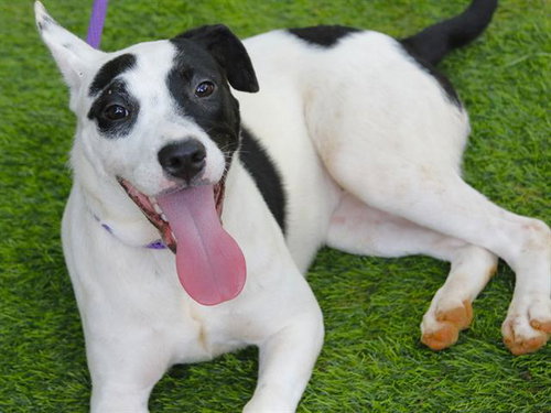 FIDDLER, an adoptable Labrador Retriever in Tallahassee, FL
