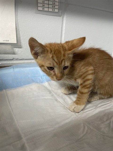 Taco