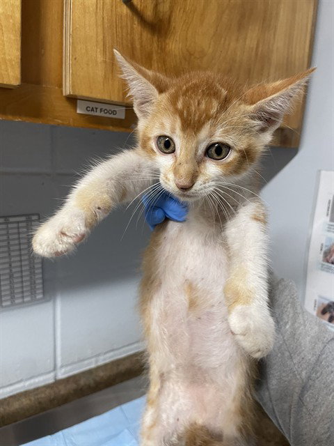 Nacho