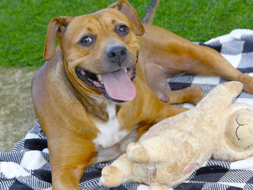 picture of the dog needing adoption
