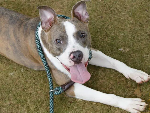 Smoke - American Pit Bull Terrier
