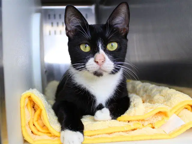 Pong - Domestic Short Hair