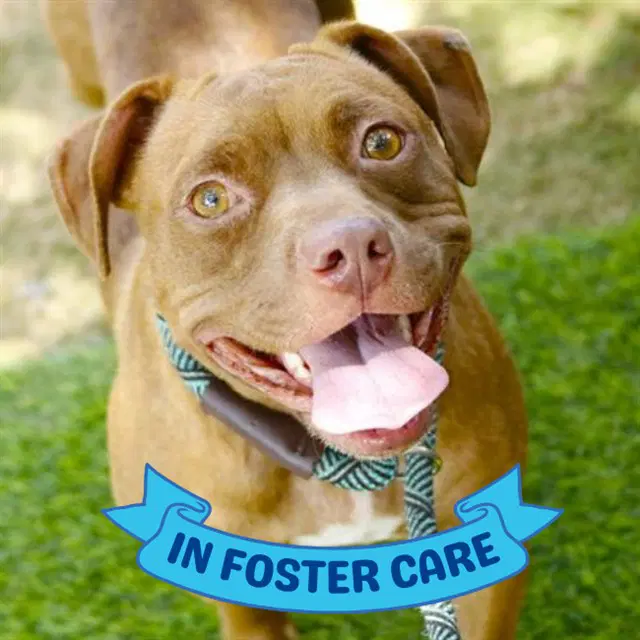 Coco - American Pit Bull Terrier