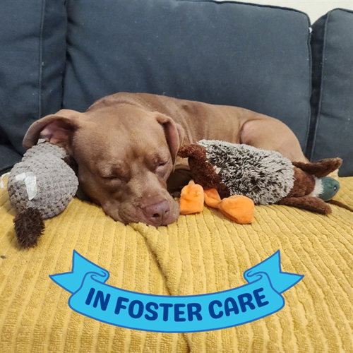 COCO, a dog for adoption from Tallahassee-Leon Community Animal Service Center