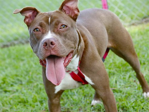 picture of the dog needing adoption