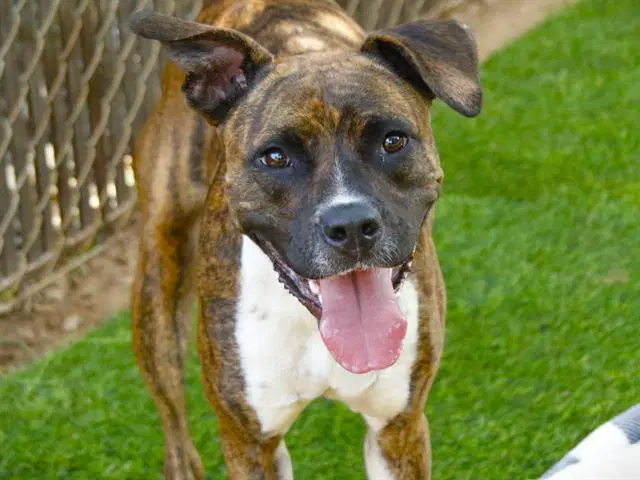 Saturn - American Pit Bull Terrier
