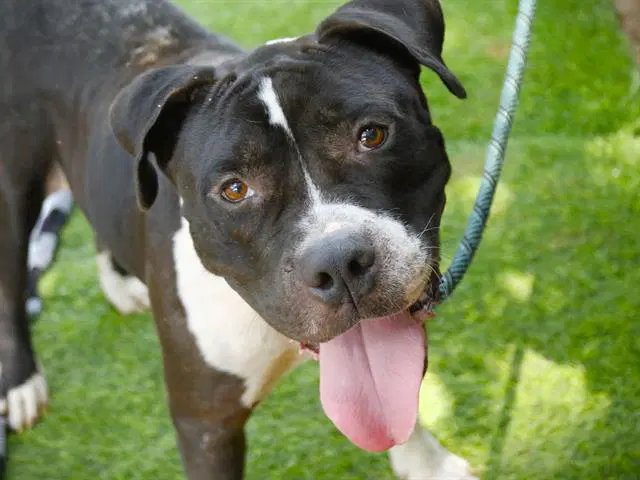 Samuel - American Staffordshire Terrier