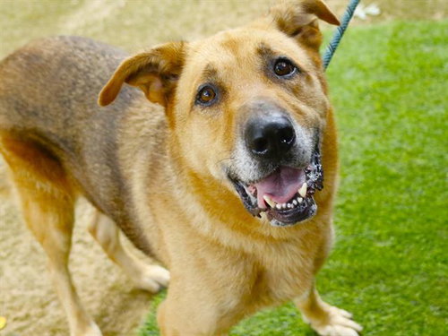 picture of the dog needing adoption