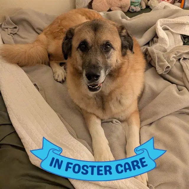 Ro - Anatolian Shepherd
