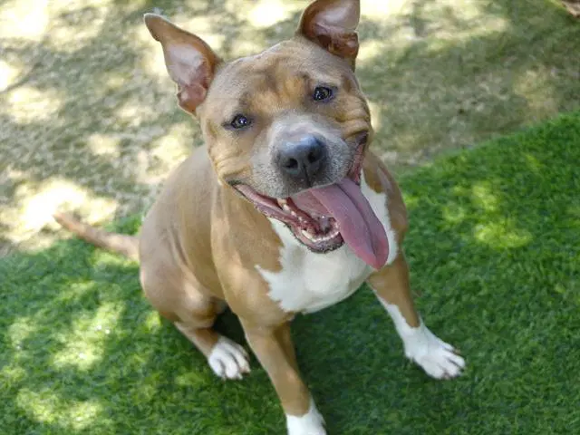 Funnel Cakes - American Pit Bull Terrier