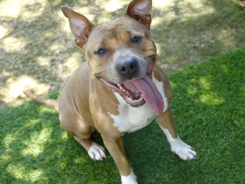 FUNNEL CAKES, a dog for adoption from Tallahassee-Leon Community Animal Service Center