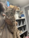VIOLET — Tallahassee, FL Adoption