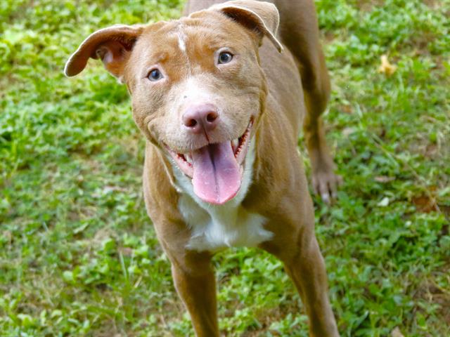 NOVA
