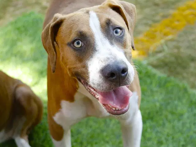 Patch - Treeing Walker Coonhound