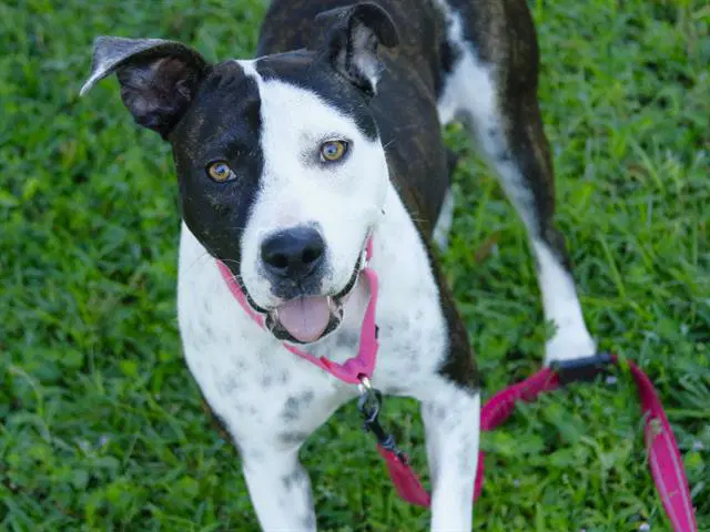 Penny - American Staffordshire Terrier