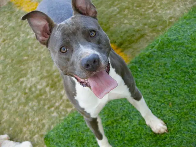 Sandra - American Staffordshire Terrier