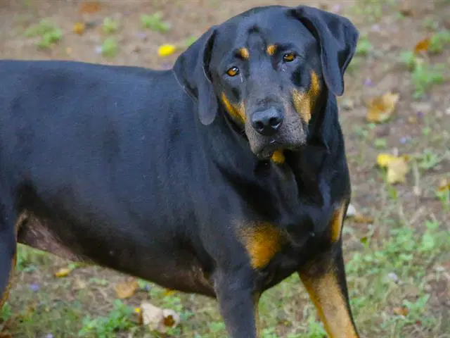 Allison - Rottweiler