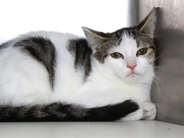 Kura - Domestic Short Hair