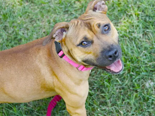 Daisy - American Staffordshire Terrier