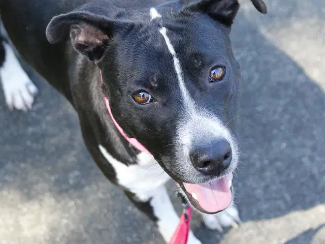 Dahlia - American Pit Bull Terrier
