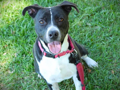 Dahlia, American Pit Bull Terrier / Mixed (medium coat)