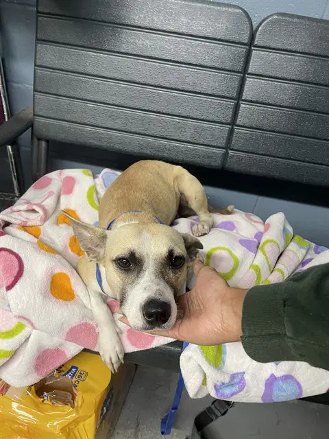 Bailey - Chihuahua